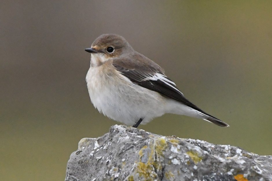 Птичка с белыми полосками на крыльях