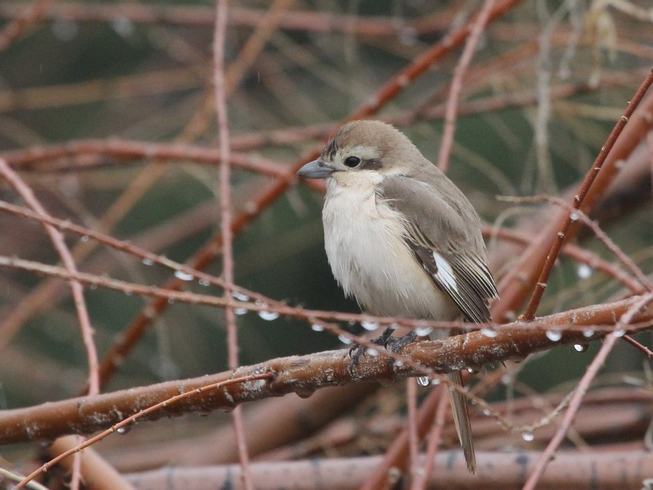 Серая птица с белой грудкой
