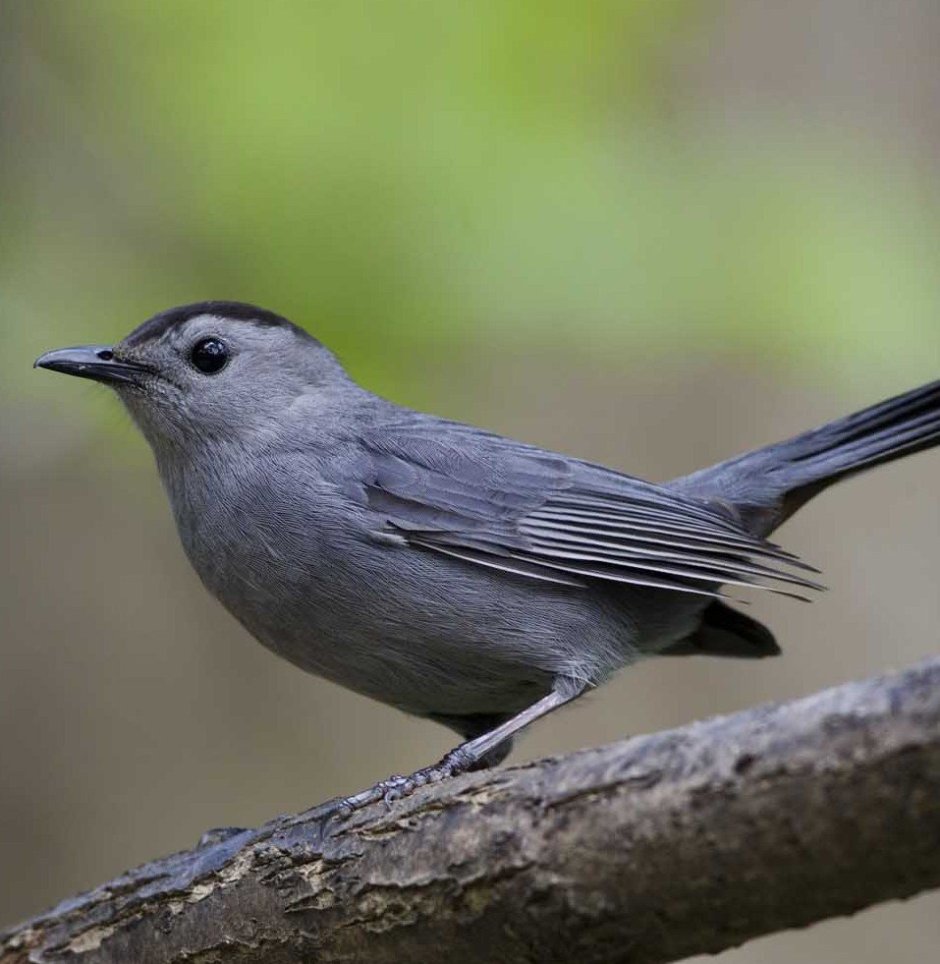 Птицы зеленушка горихвостка