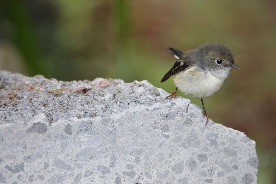Серая птичка в городе