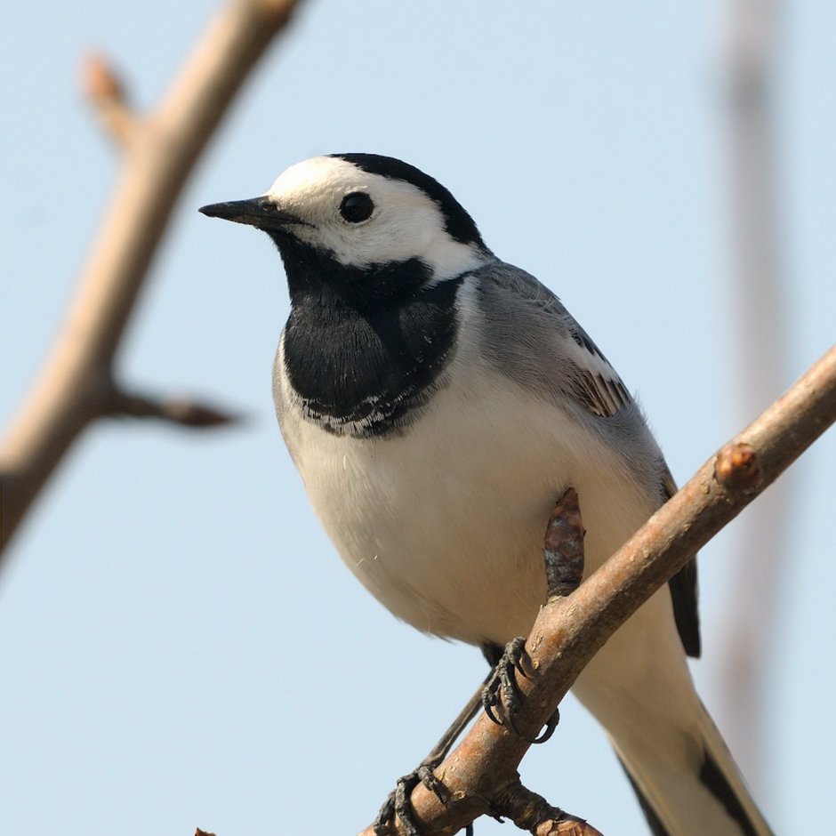 Трясогузка Перелетная птица