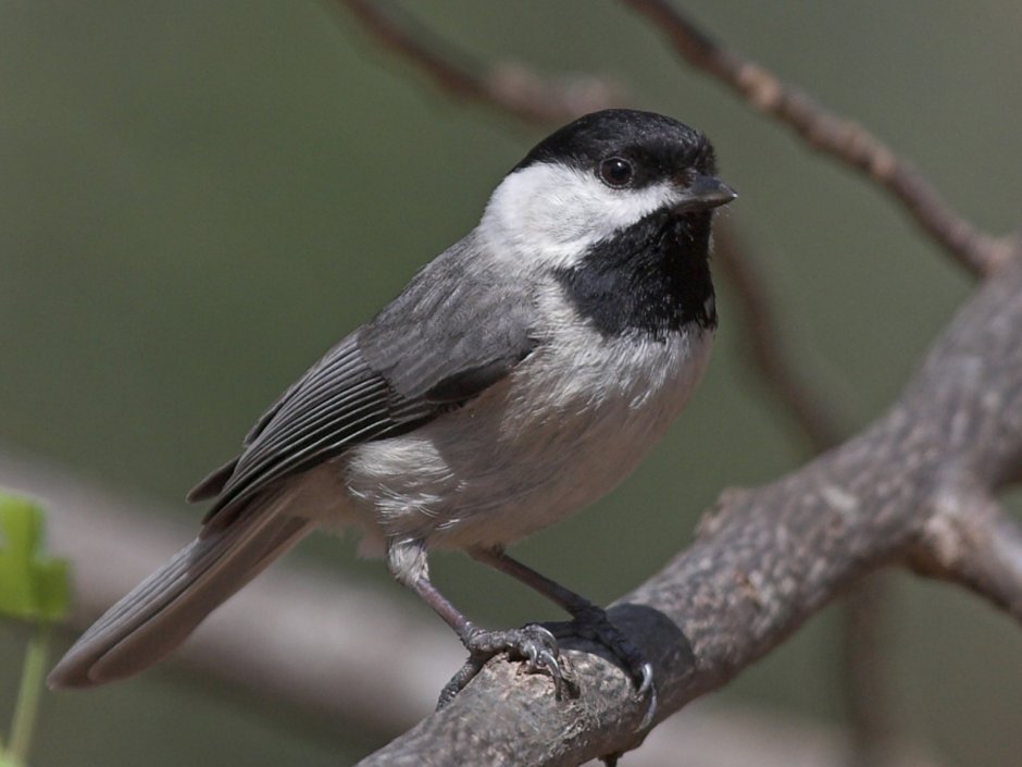 Черноголовый чекан с белой грудкой