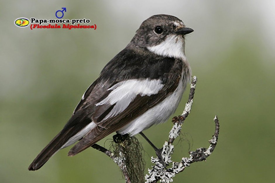 Черная птичка с белой грудкой