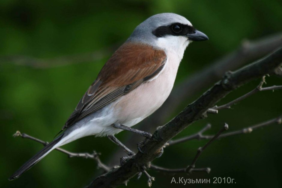 Жулан синий