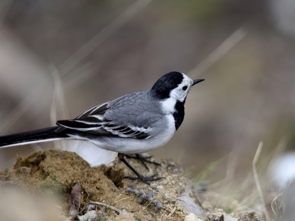 Длиннохвостая трясогузка