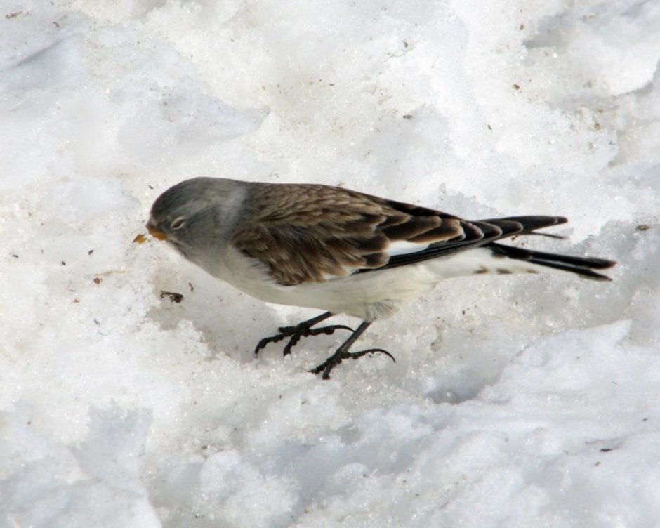Птица серая с белыми пятнышками на крыльях
