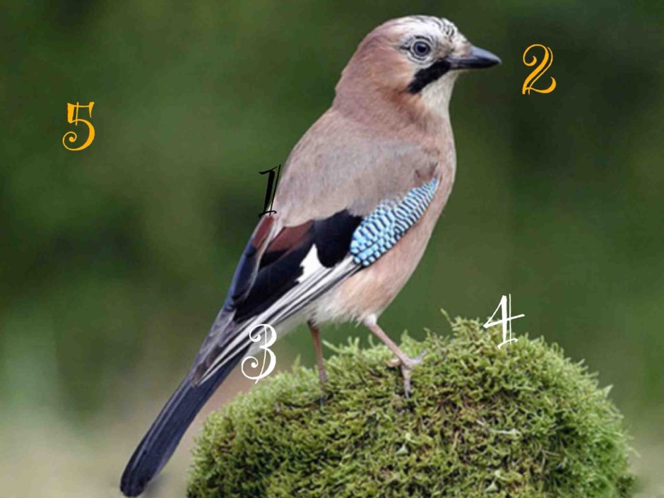 Боровая сорока Сойка