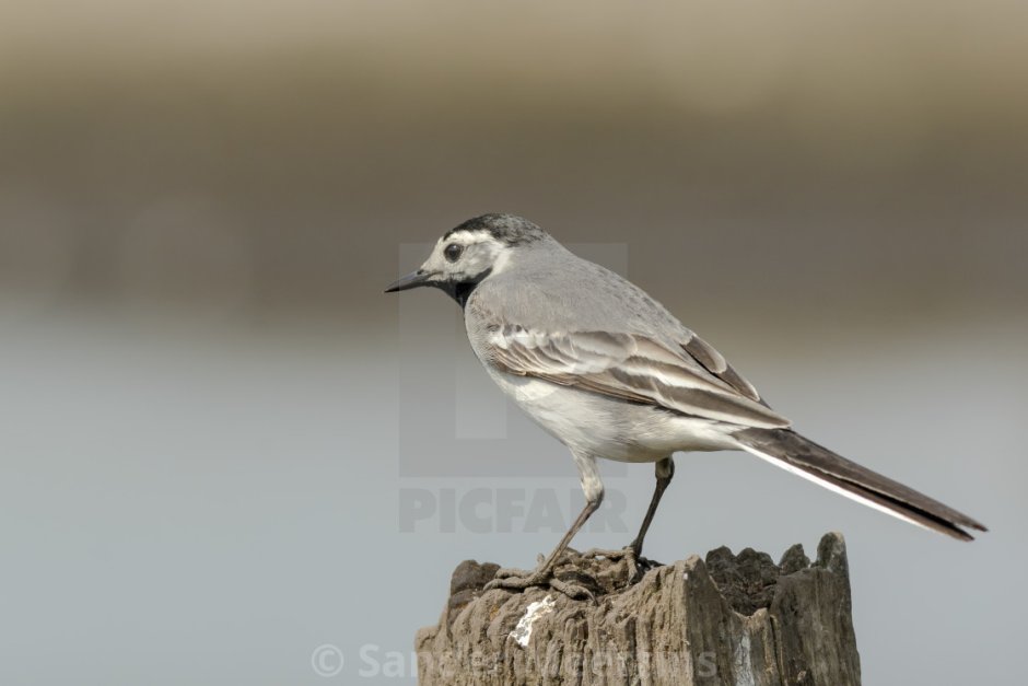 Серо белая птица