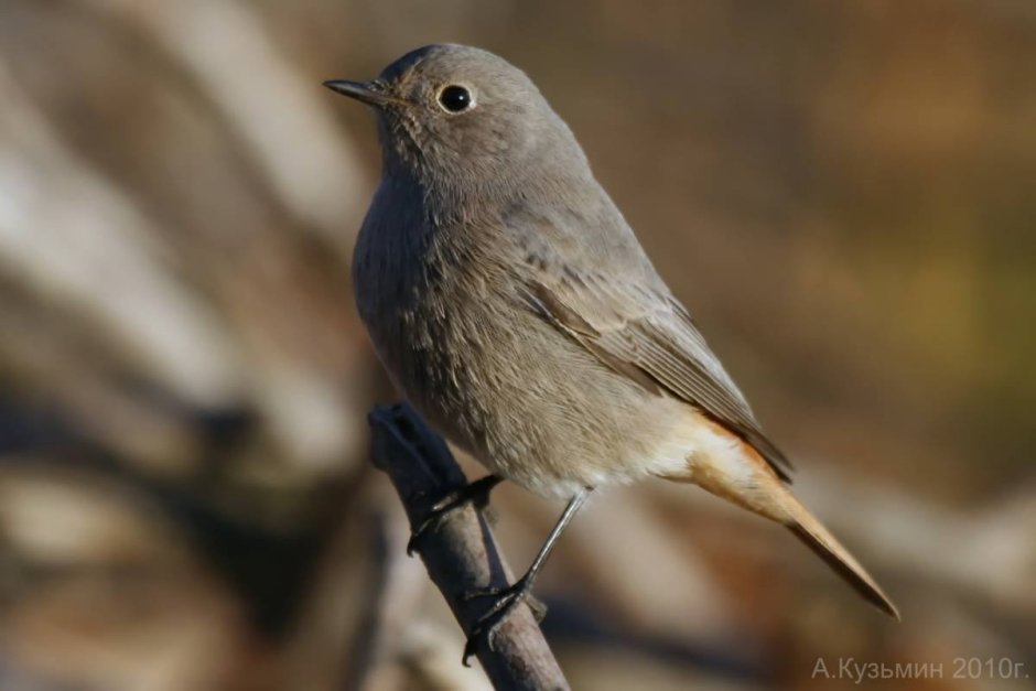 Горихвостка-Чернушка (Phoenicurus ochruros)