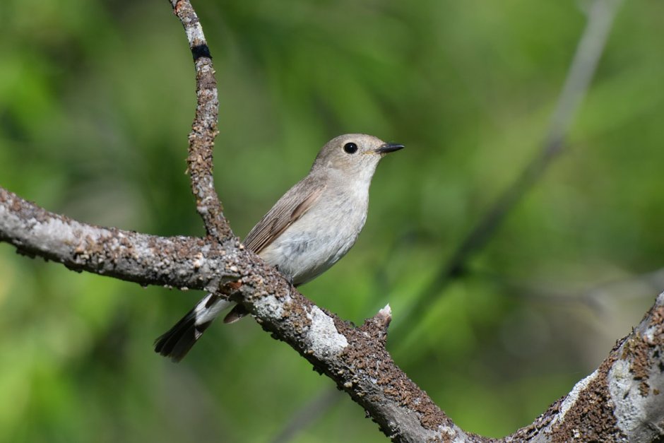 Птицы отряда воробьиных в Подмосковье