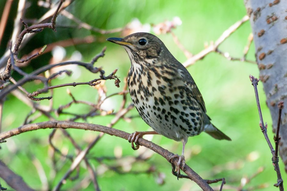 Голосистый, певчий Дрозд