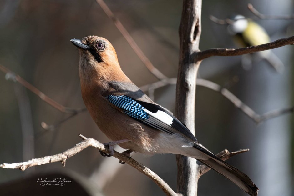 Garrulus lanceolatus гималайская Сойка