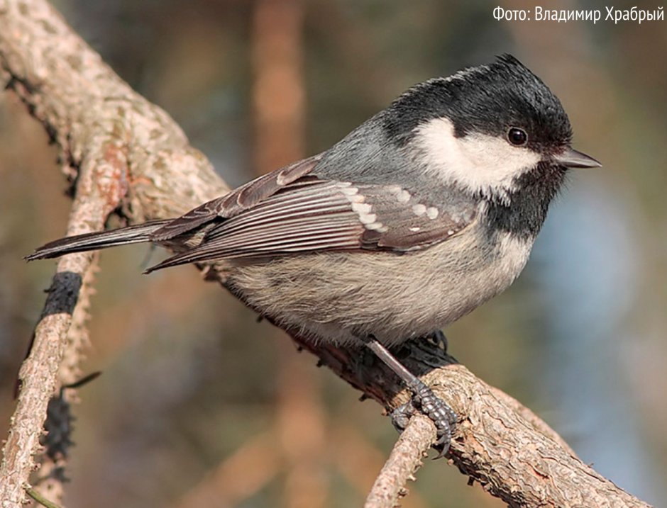 Птицы Ленинградской области синица