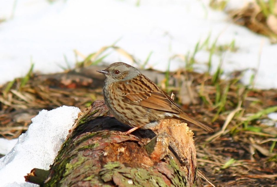 Лесная завирушка в России