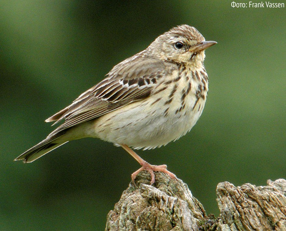 Серая птица Ленинградская область
