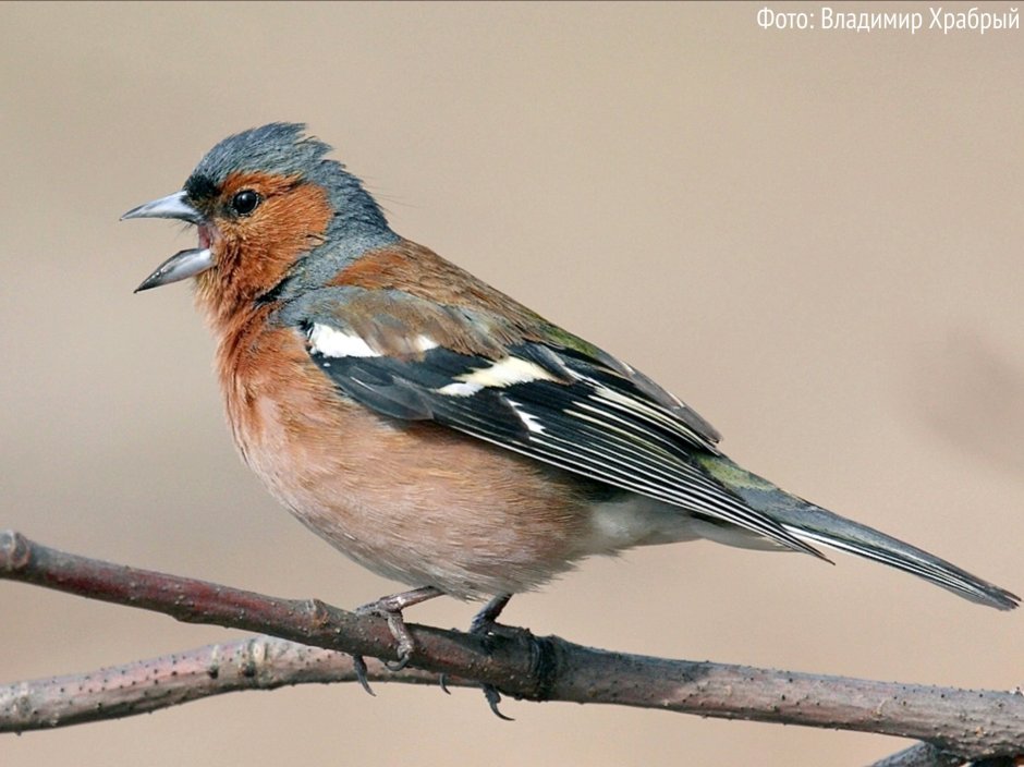 Вьюрковые Зяблик