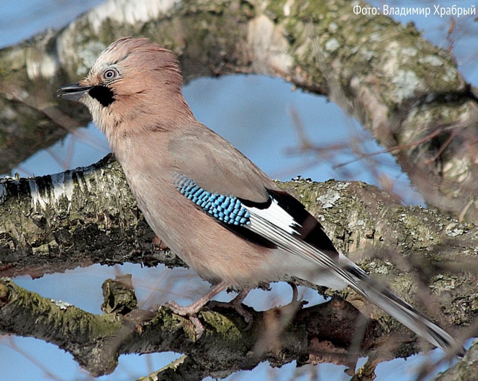 Сойка птица Ленинградская область