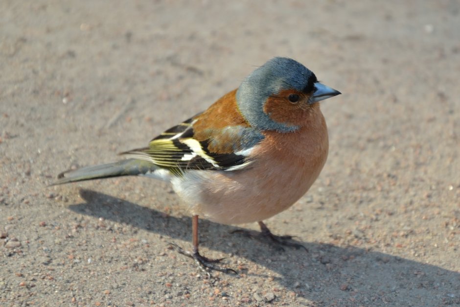 Зяблик самка в Новгородской области