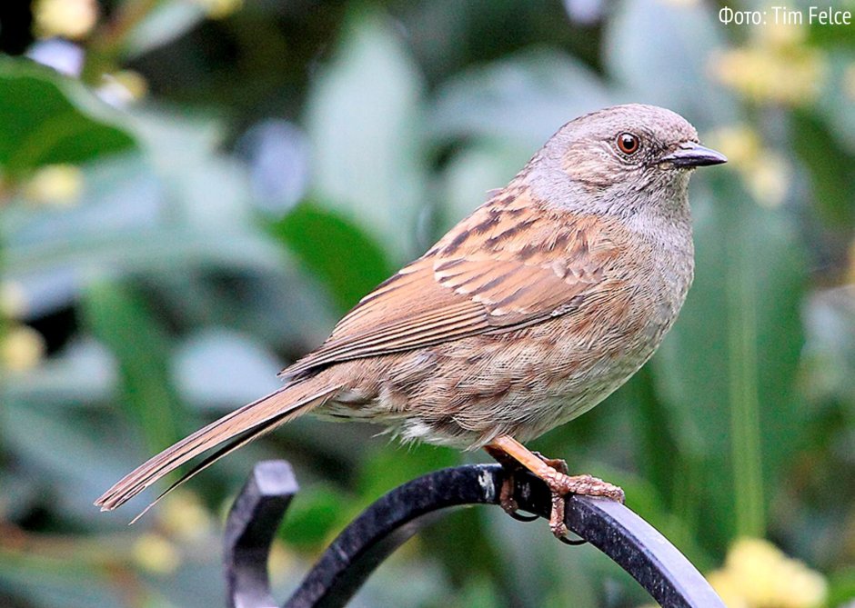 Птицы Ленинградской области завирушка