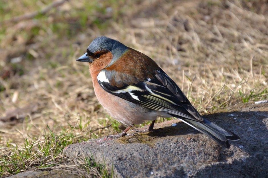 Зяблик в Ленинградской области