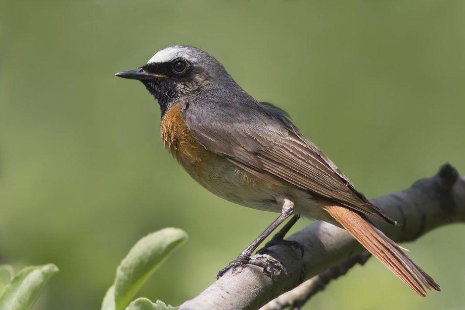 Горихвостка-Чернушка птенец