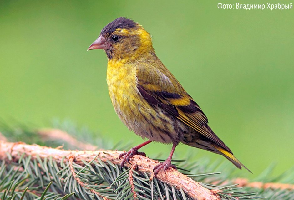 Желтая птичка Ленинградской области