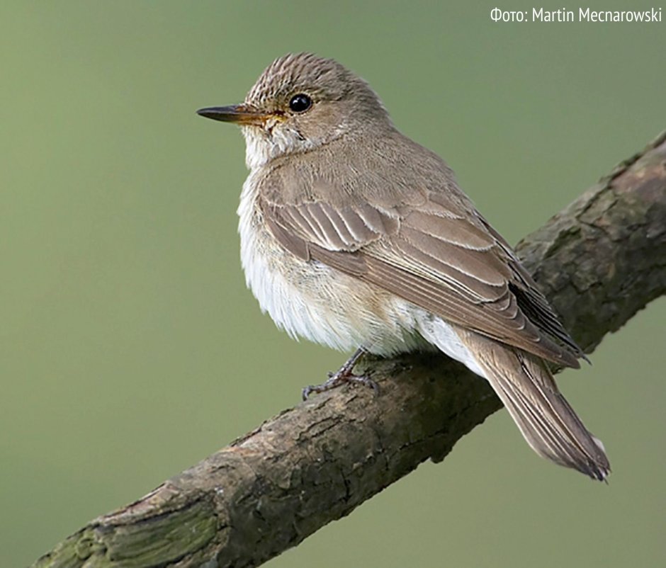 Серая птичка Ленинградской области