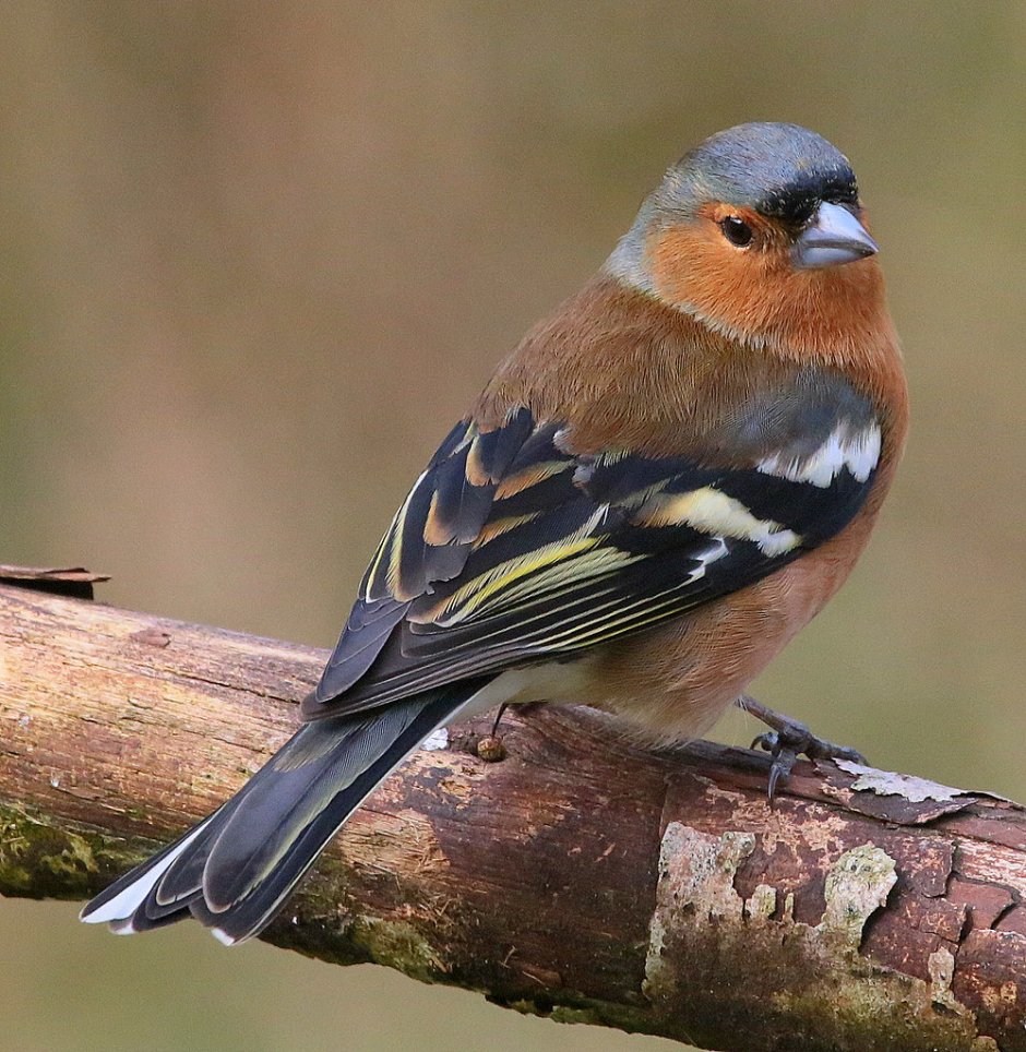 Красногрудые зяблики