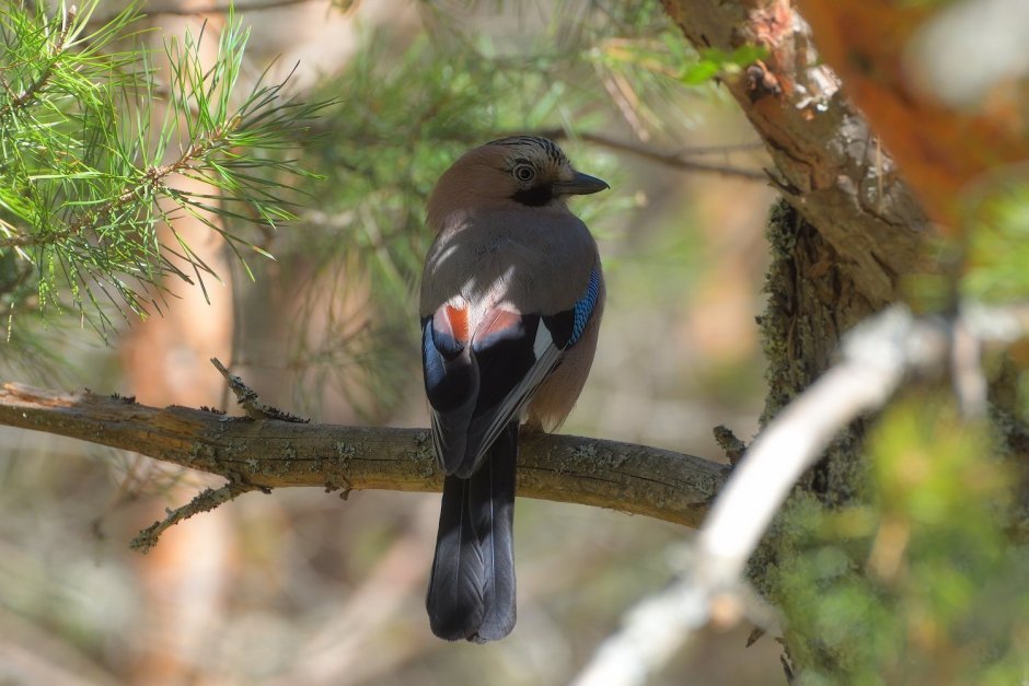 Сойка в Карелии