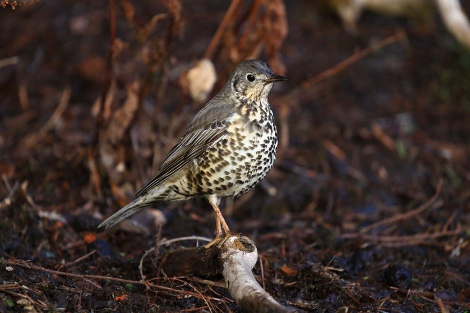 Дрозд деряба Сахалин