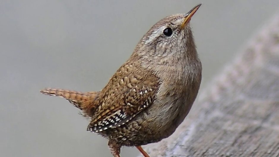 Крапивница птица