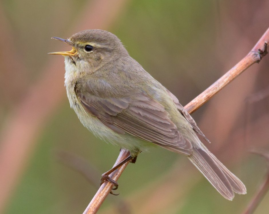 Зеленая пеночка гнездо
