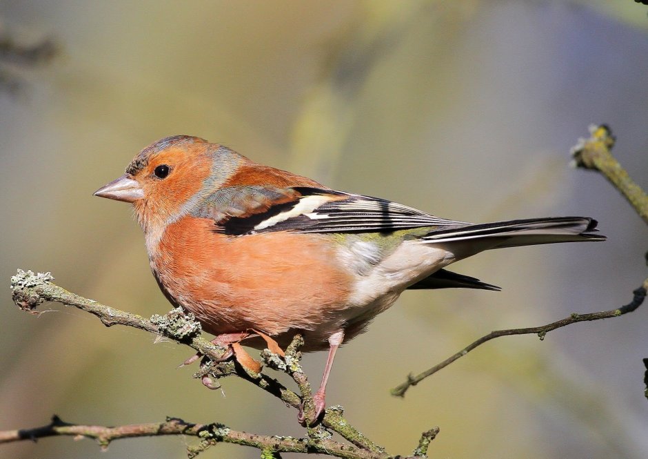 Зяблик рюмит