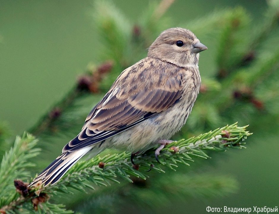 Вьюрковые птицы Ленинградской области