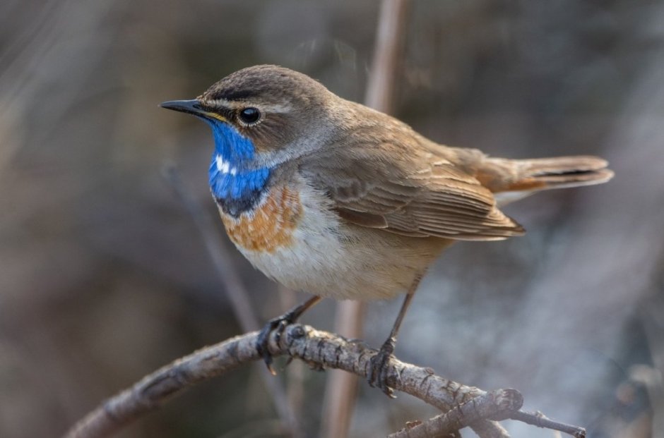 Птицы отряда воробьинообразных