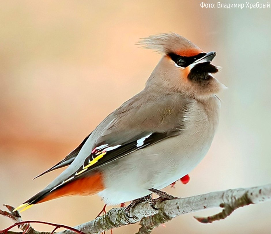Свиристель в Ленинградской области