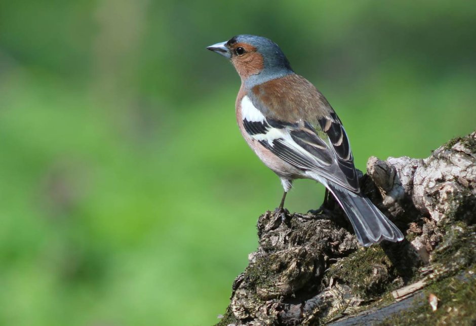 Мелкие птицы ленинградской области