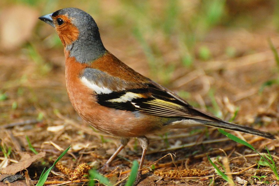 Зяблик пестрый