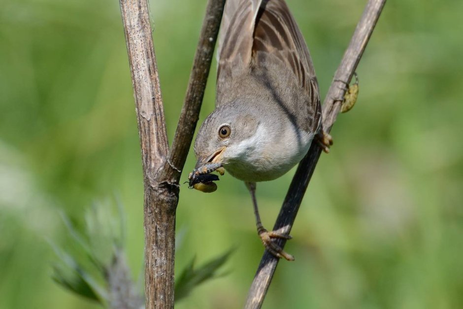 Птицы Владимирской области