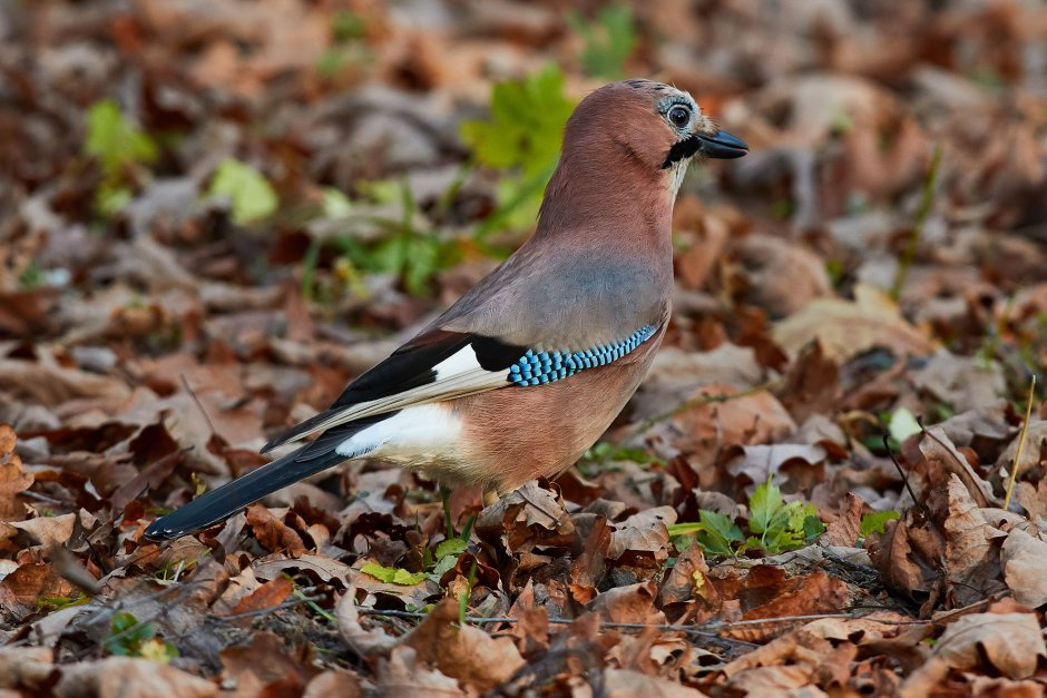 Garrulus glandarius glandarius