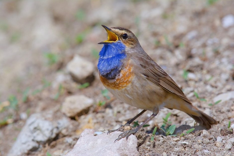 Певчая птичка варакушка