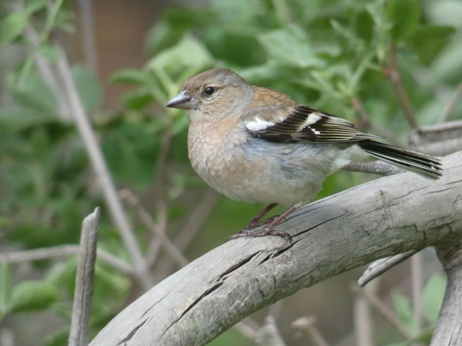 Серая птичка Зяблик