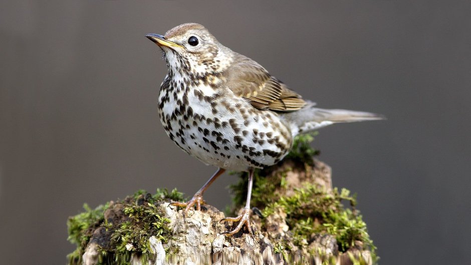 Дрозд певчий птица