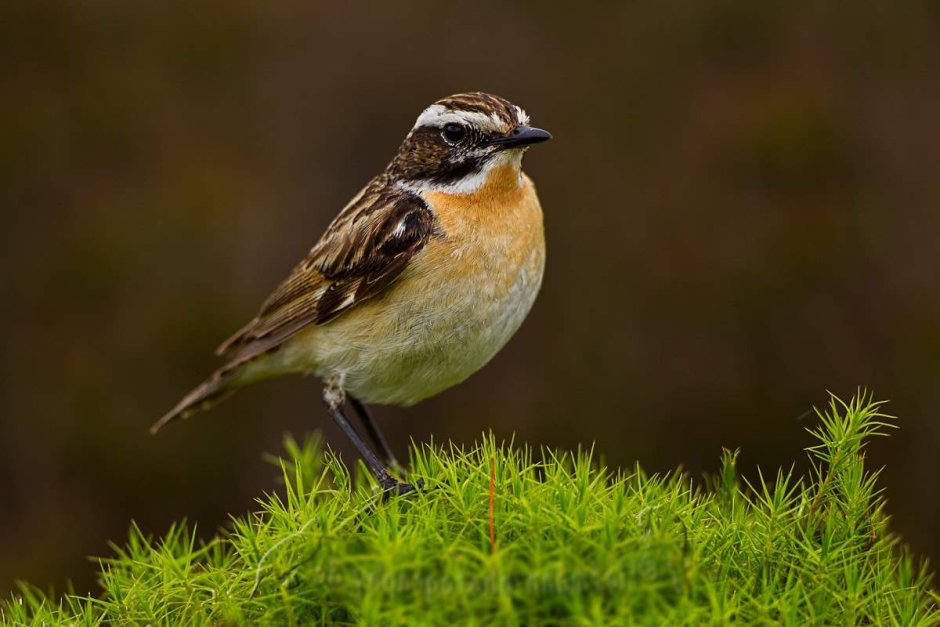 Чекан полевой