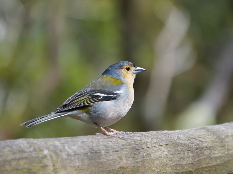 Вьюрковые Зяблик