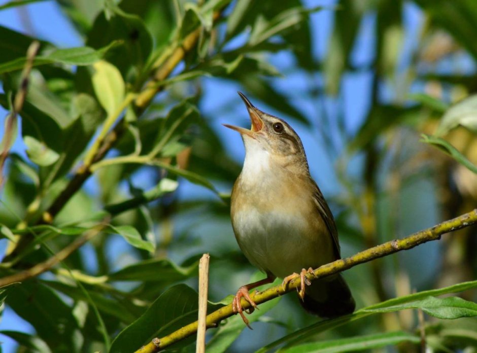 Певчие птицы