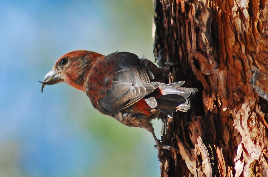 Клесты Еловики