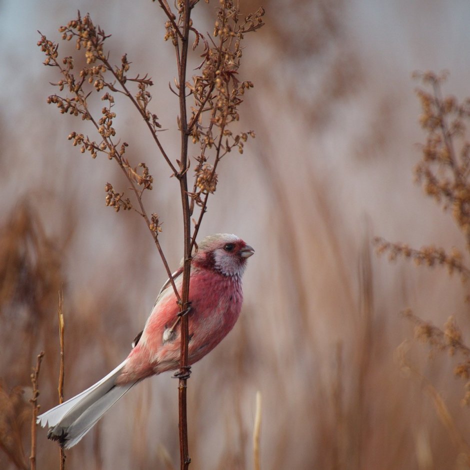 Певчие птицы дальнего Востока