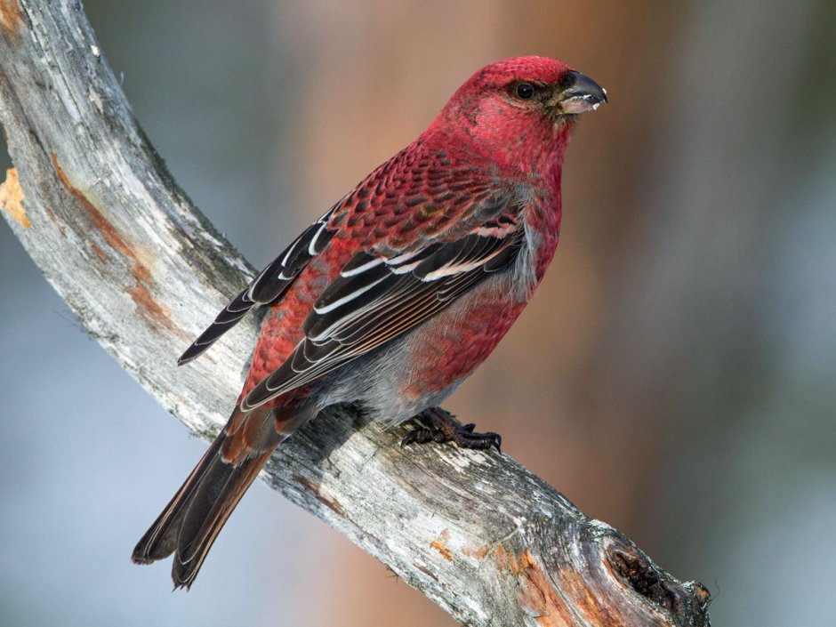 Обыкновенный Щур