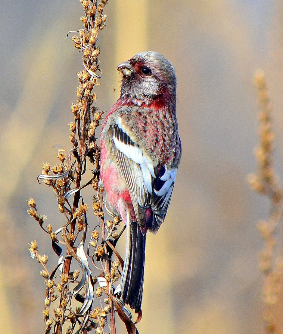Урагус щегол